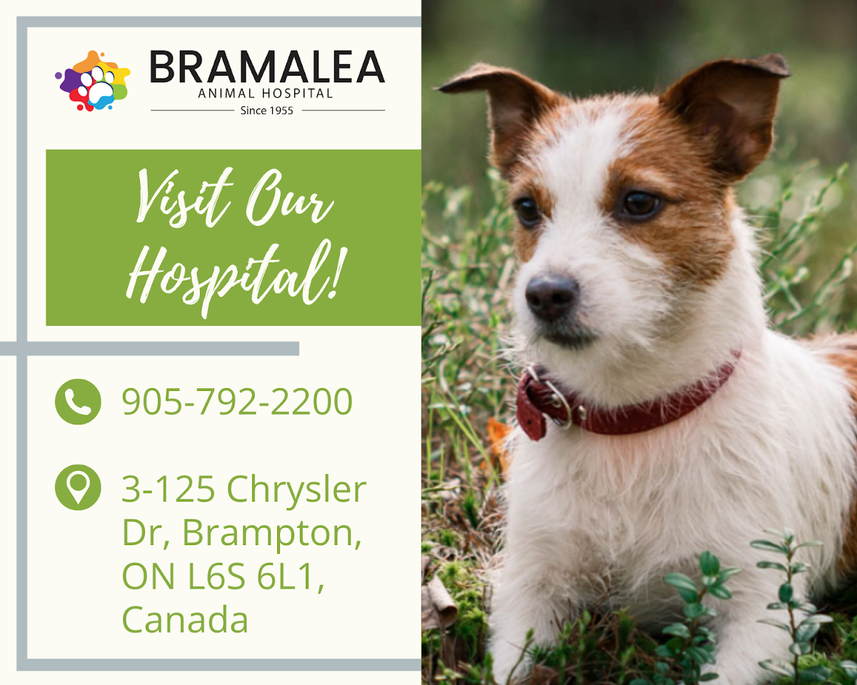 Bramalea Animal Hospital - Reviews by Real Customers - TrustAnalytica