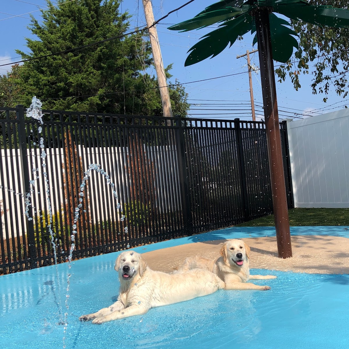 how to keep dogs away from above ground pool