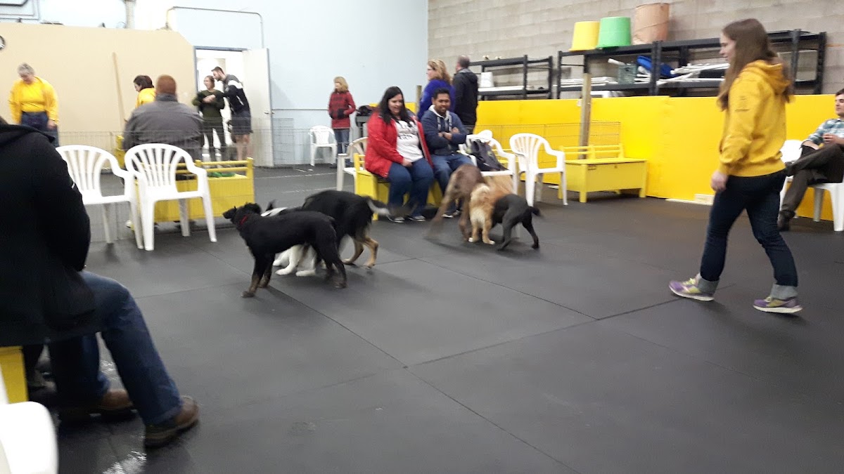 Sit Happens! Companion Dog Training reviews