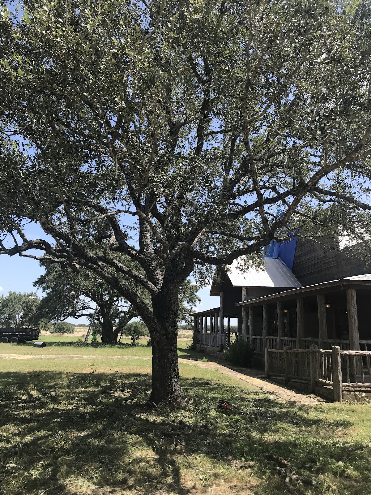 4.6 ⭐ Certified Tree Care LLC San Antonio Reviews by Real Customers 2024