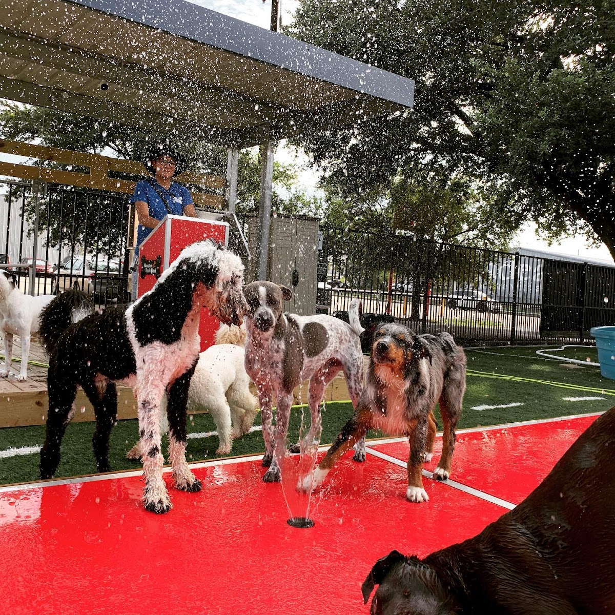 4.8 ⭐ Houston Bark Park and Daycare Reviews by Real Customers 2023