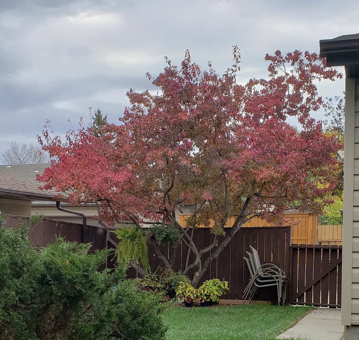 Bow Valley Tree Services reviews