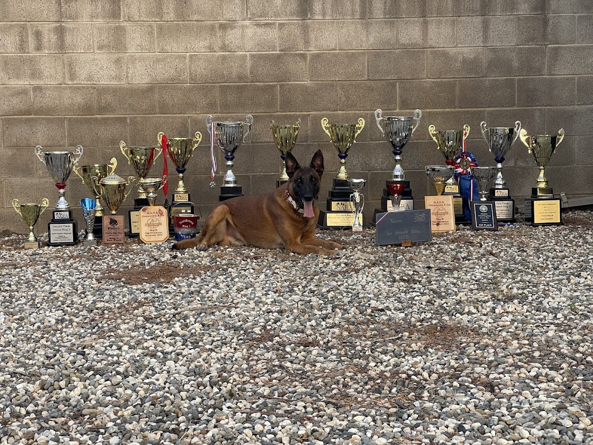 Prestige K9 Dallas