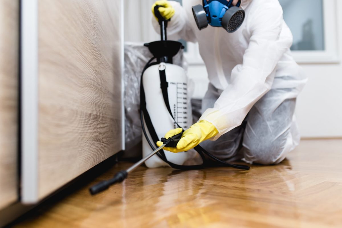 Organic Pest Control NYC
