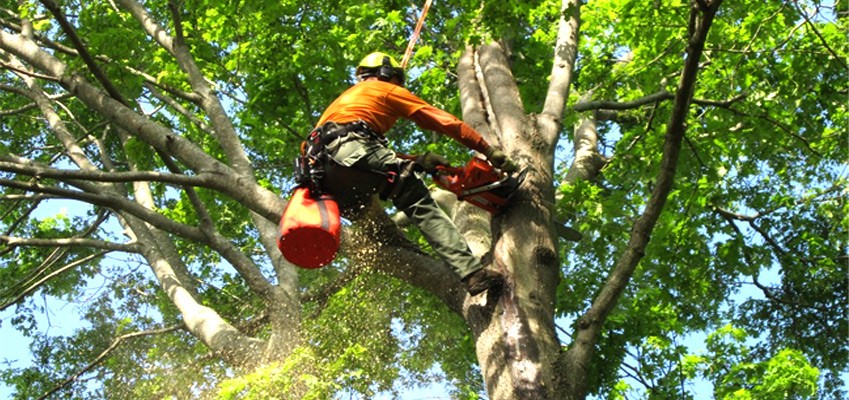 Croft Tree Experts