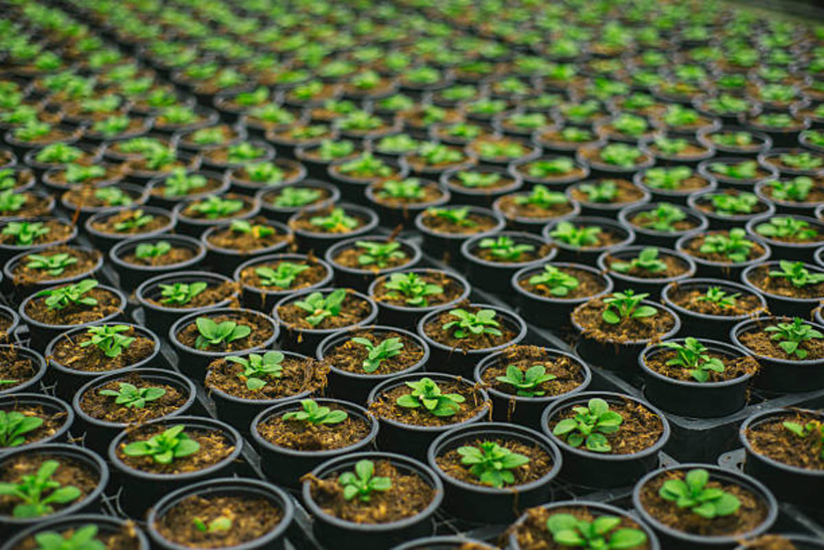 Tropicouture Plants