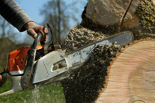 Family Tree Service