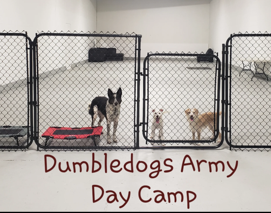 Dumbledogs Inc.