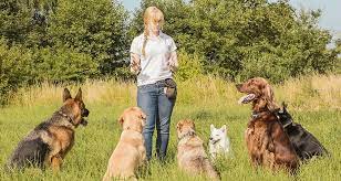 The Dog Listeners
