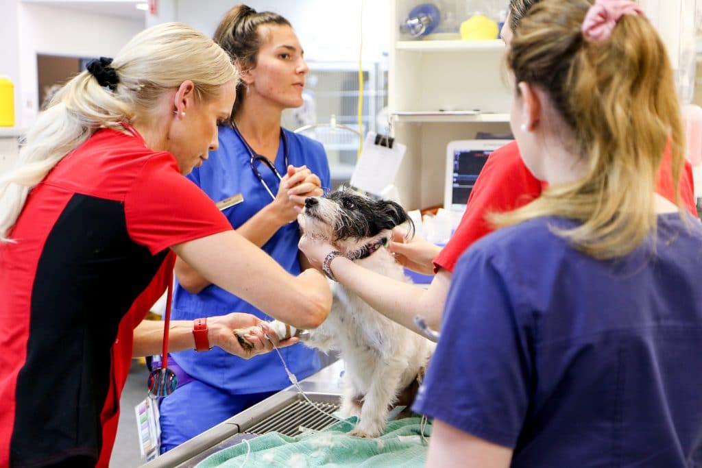 BluePearl Pet Hospital