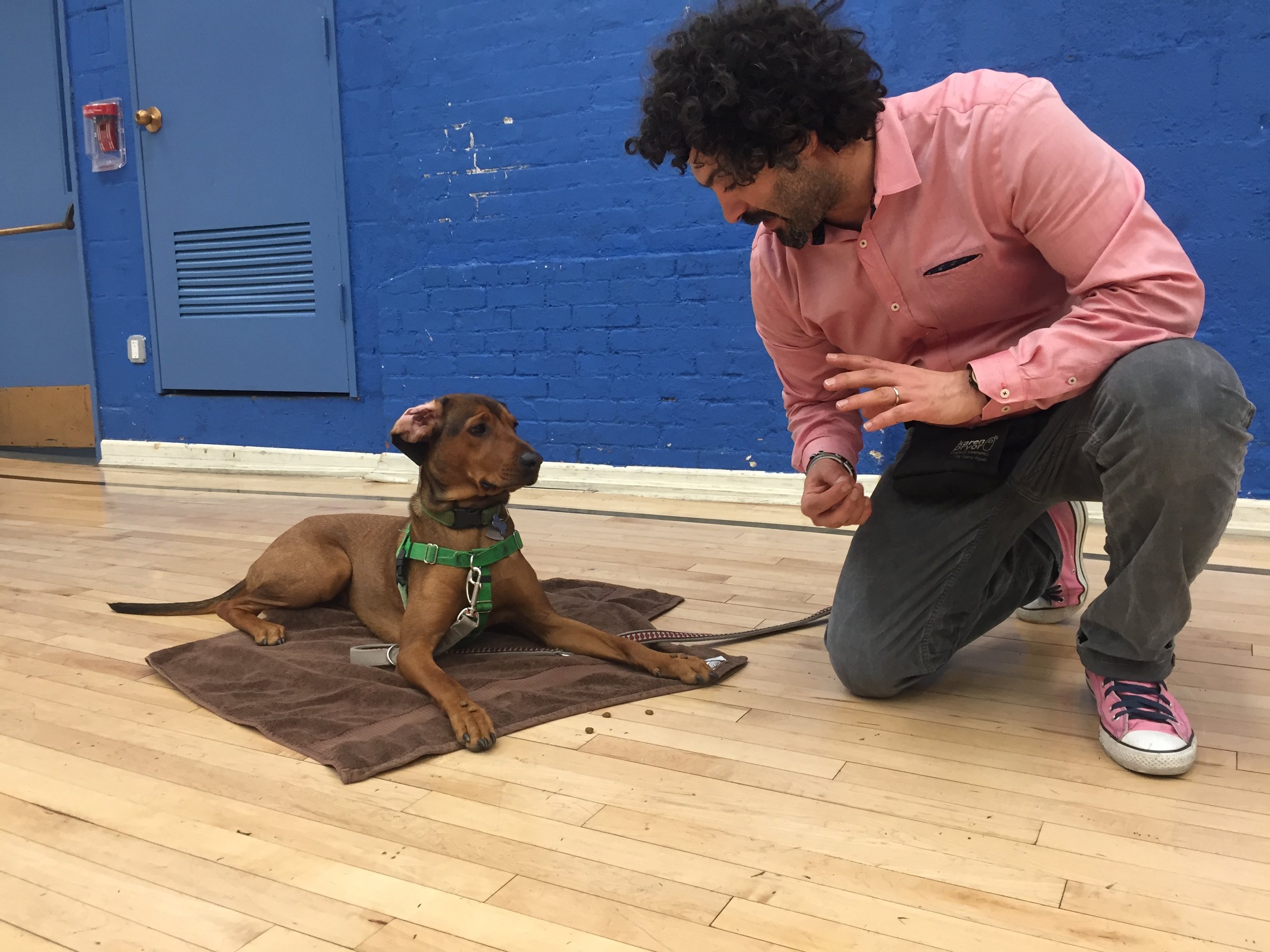 93 Best Dog Walkers in United States 5 Star Rated Near You On Map TrustAnalytica