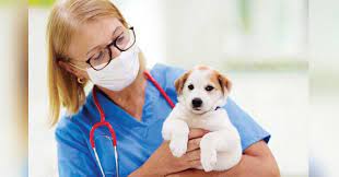 GuardianVets