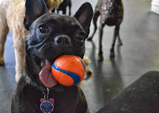 Carefree Canines Doggie Daycare