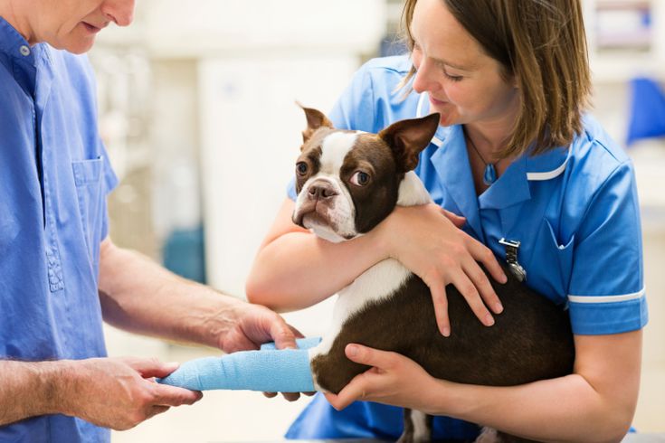 City Park Veterinary Services