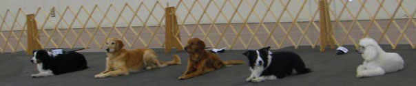 Santa Clara Dog Training Club