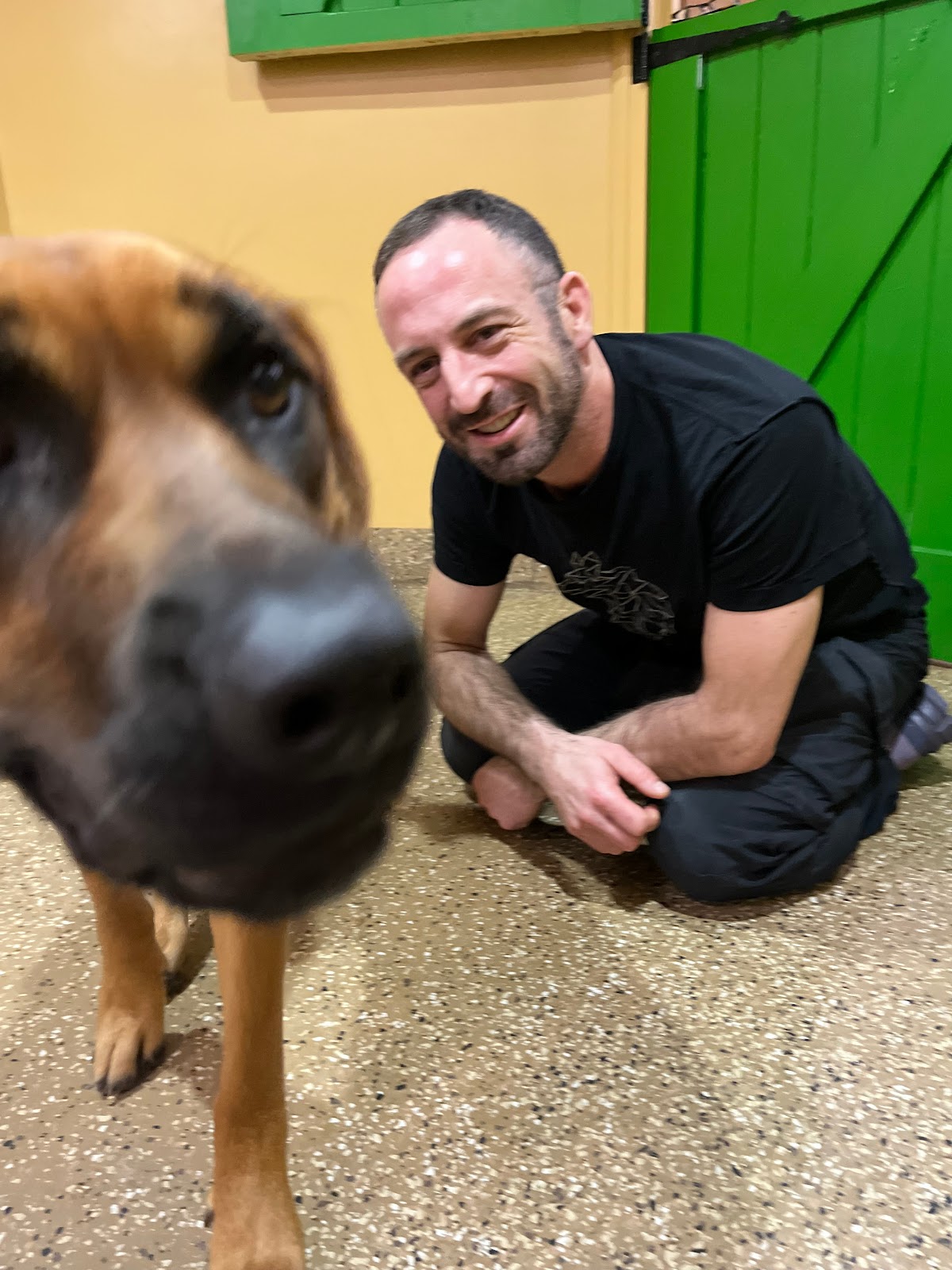 PJH Dog Training