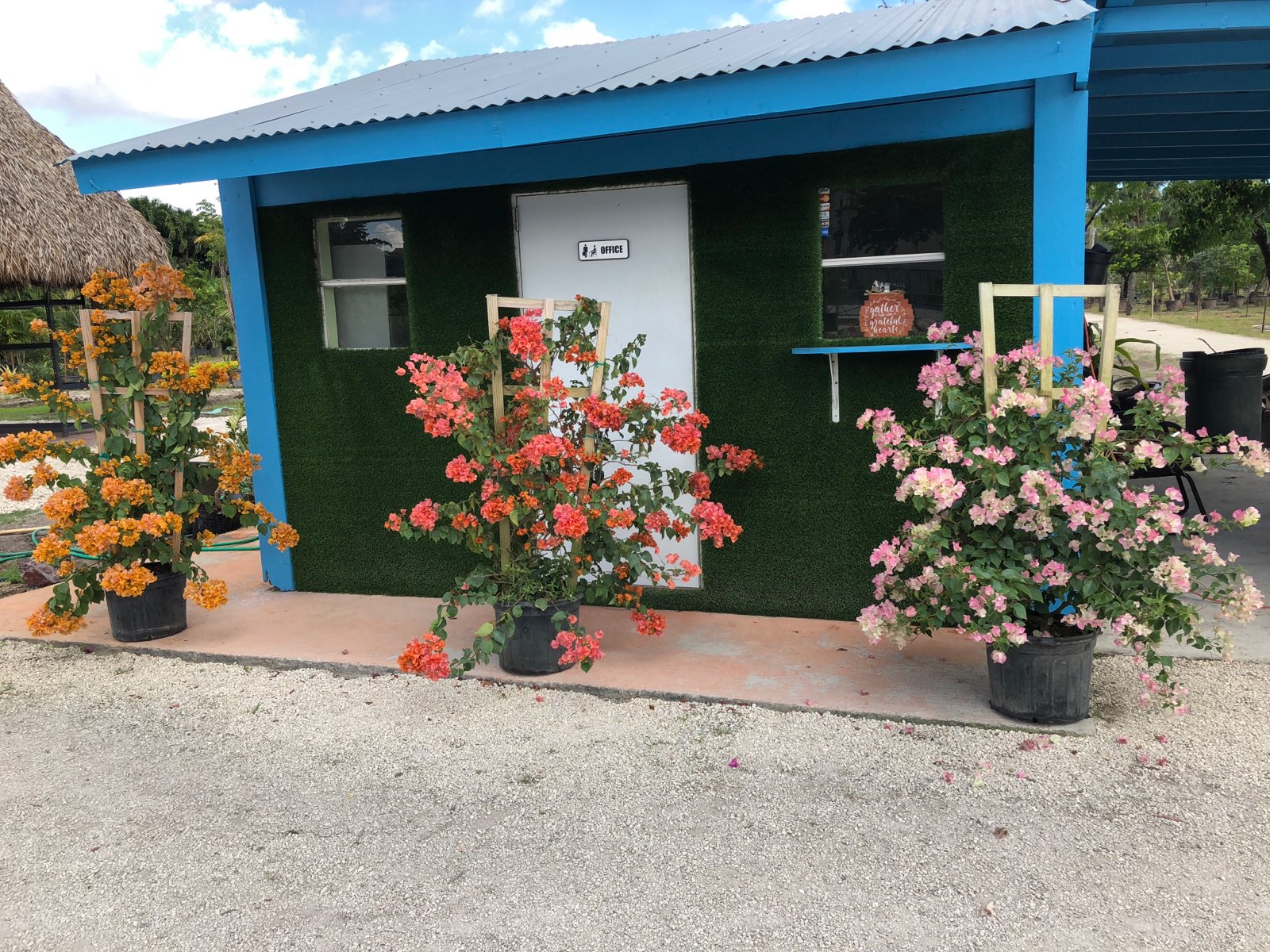 Wholesale Nurseries In Florida