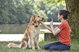 Canine Minds and Manners Dog Training reviews