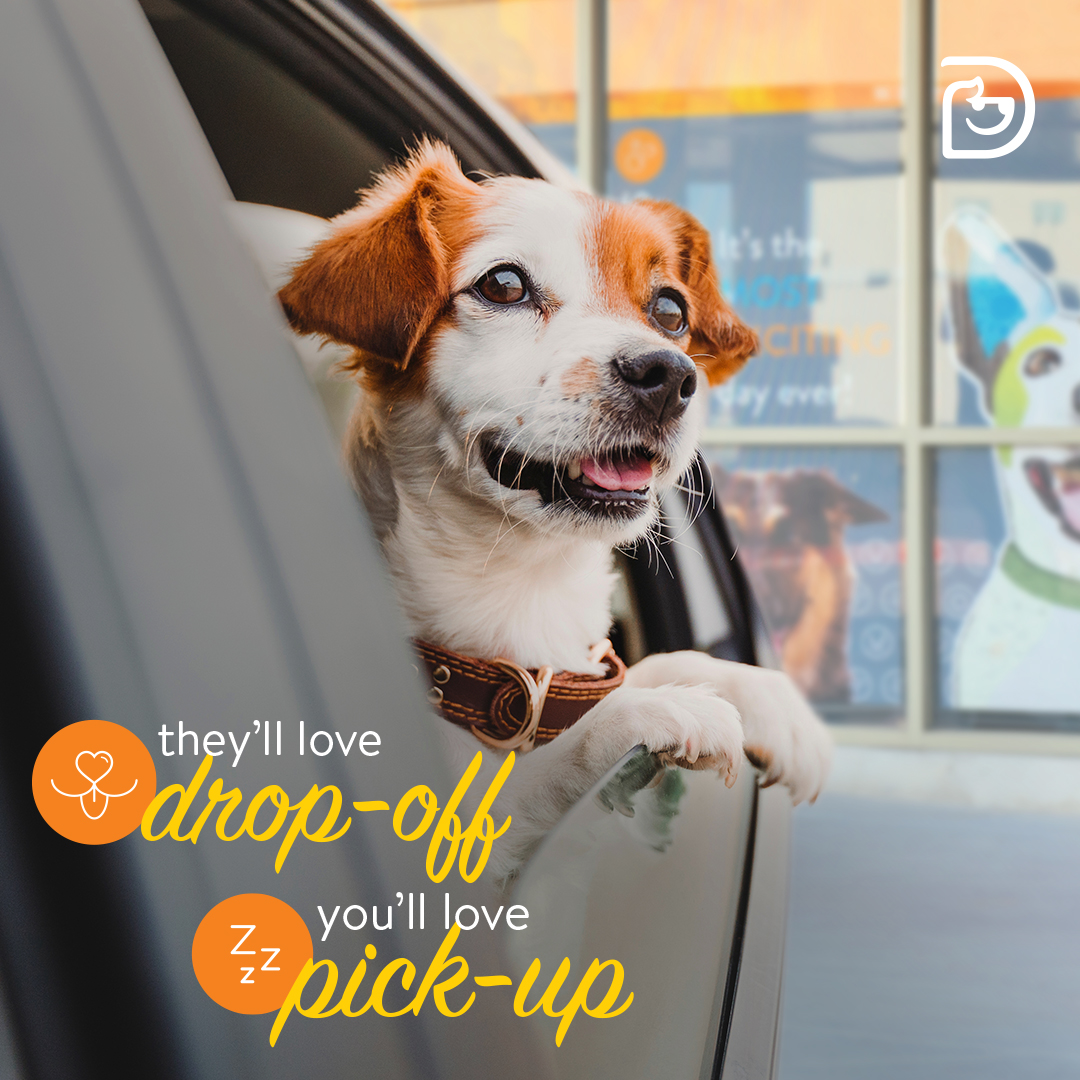Dogtopia of Raleigh - Northwest