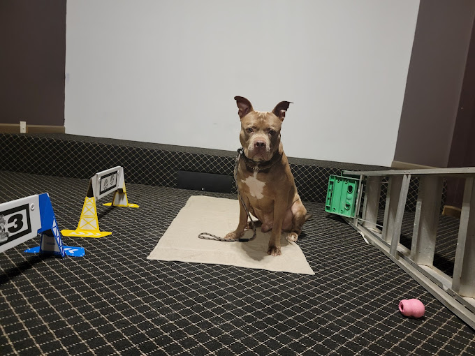 Explore Dog Training