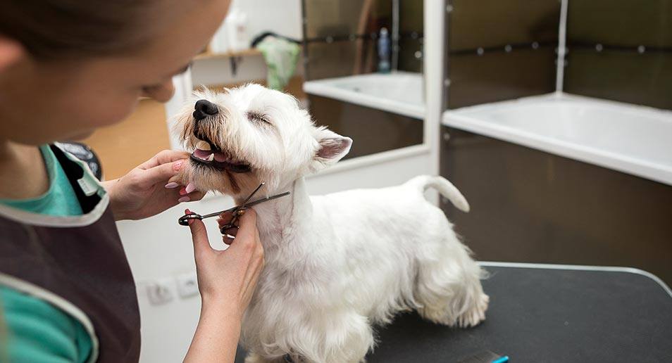 Maggie's Grooming / The Grooming Garage