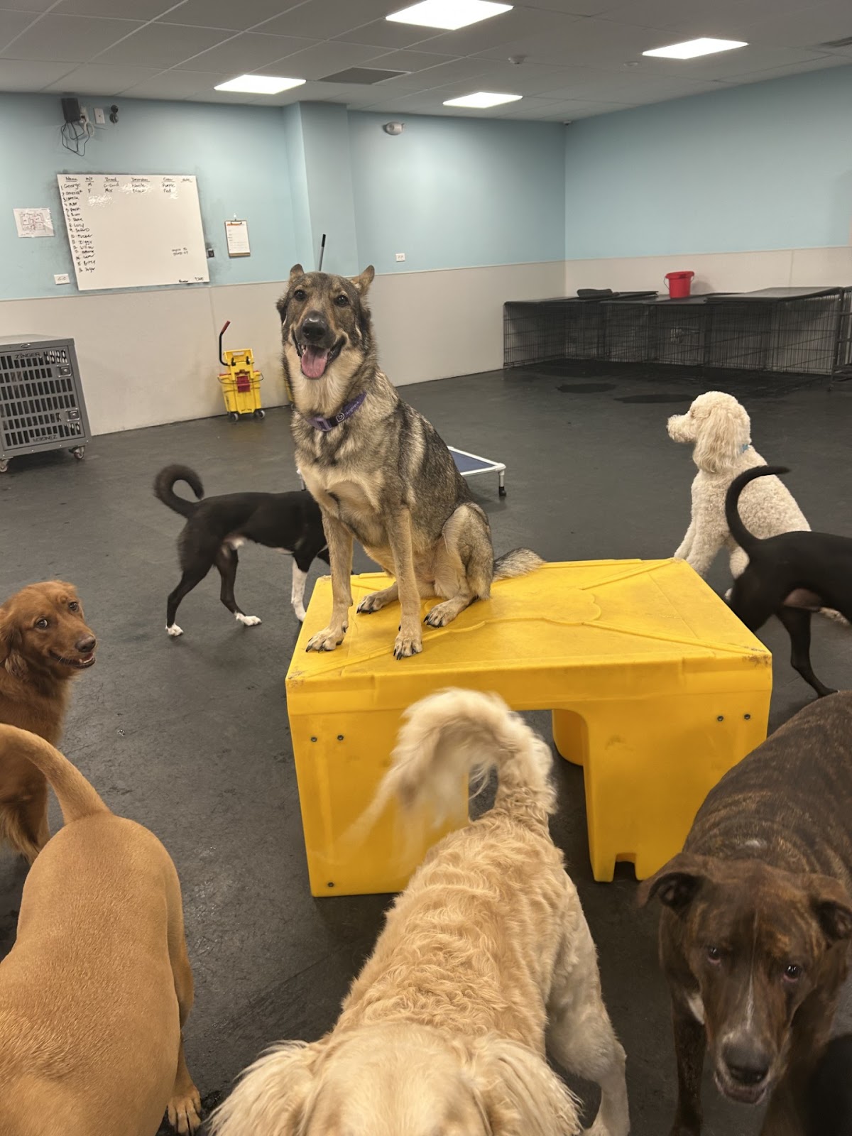 Dogtopia of Jacksonville - Beach Blvd