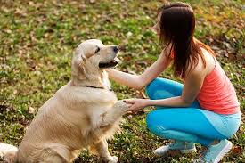 Milwaukee Dog Training Club