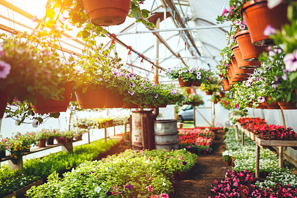 Plant Van Saskatoon