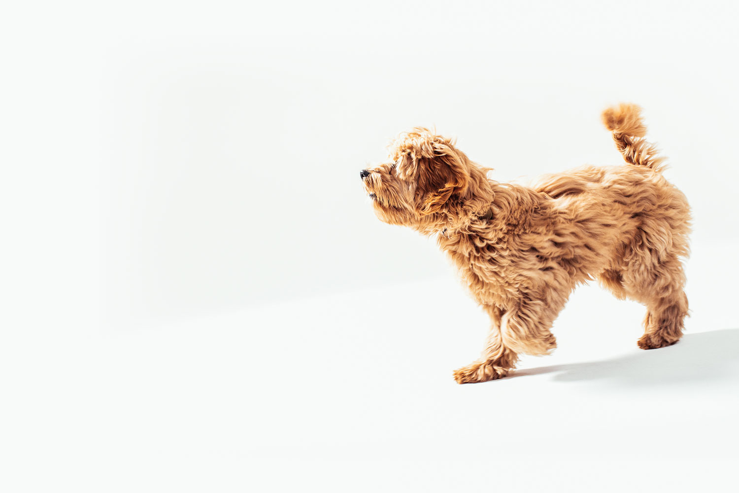Main Street Dog Care