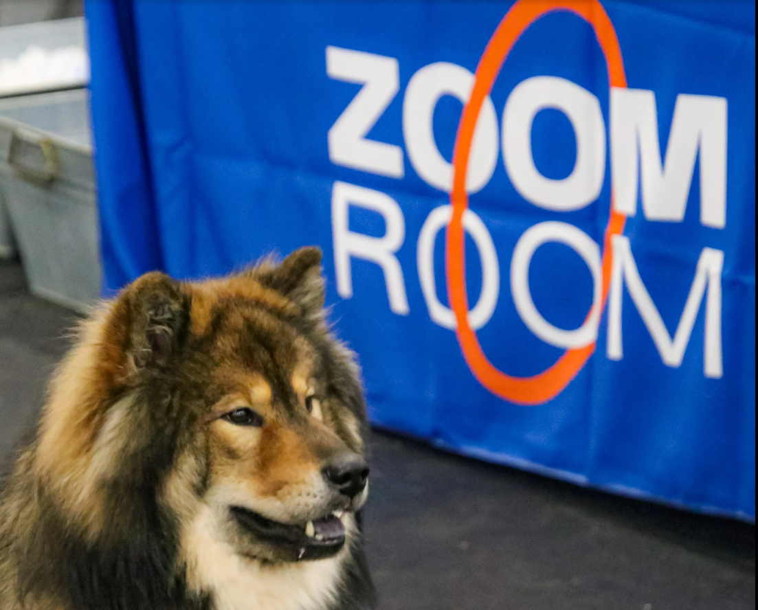 Zoom Room Dog Training