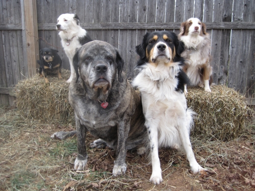 Dog Training & Counseling Services