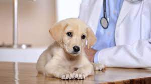 Point Grey Veterinary Hospital