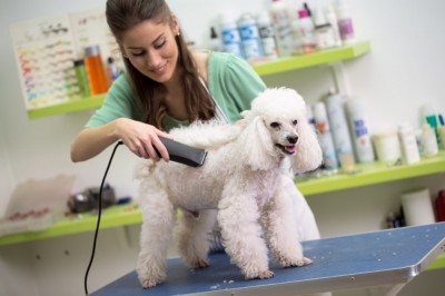 Woofgang & Co Pet Grooming