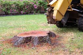 USA TREE REMOVAL AND STUMP GRINDING reviews