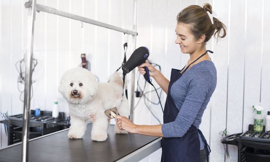 Head To Tail Pet Spa