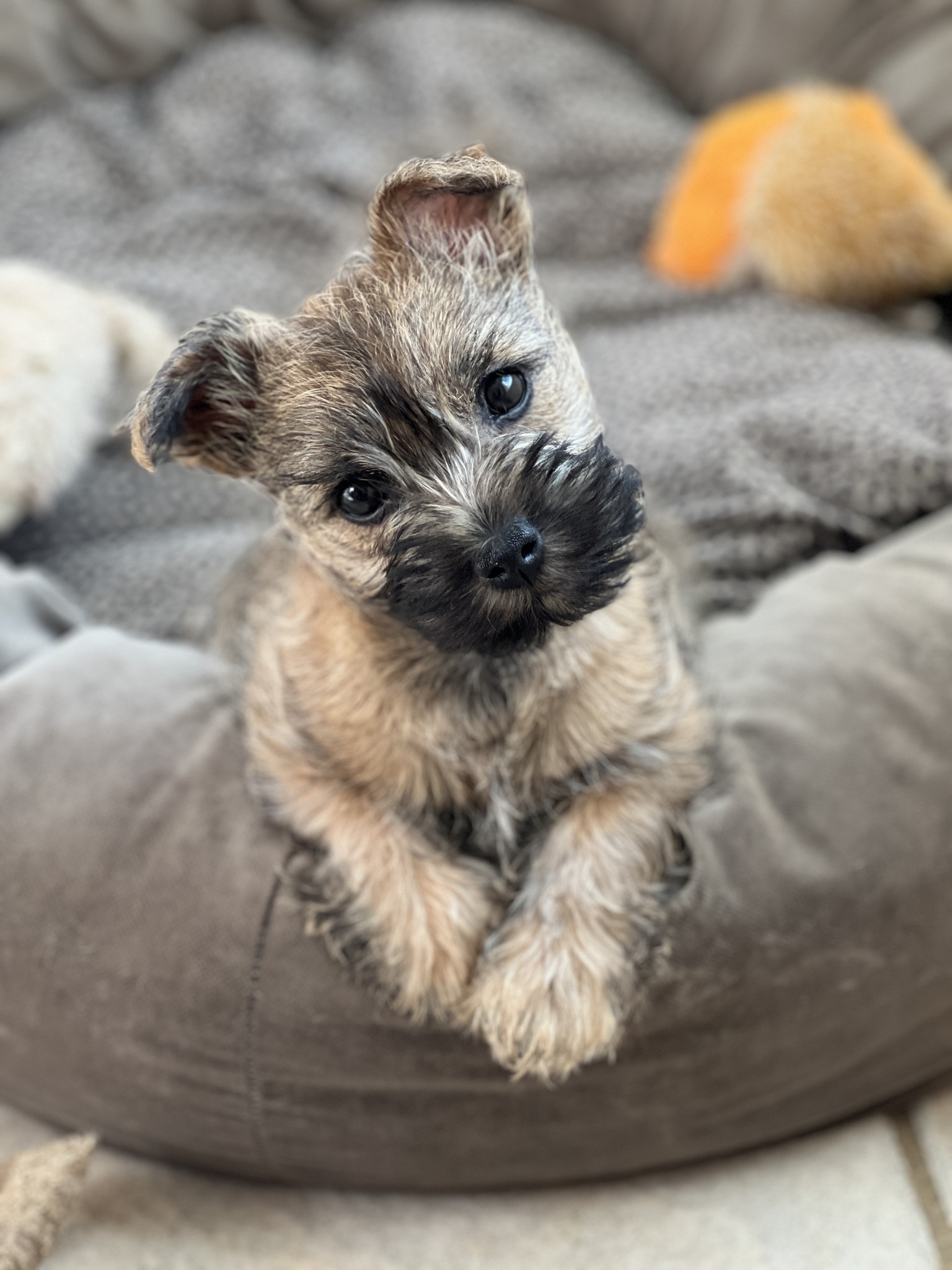 PAWS-ITIVE PUPPIES