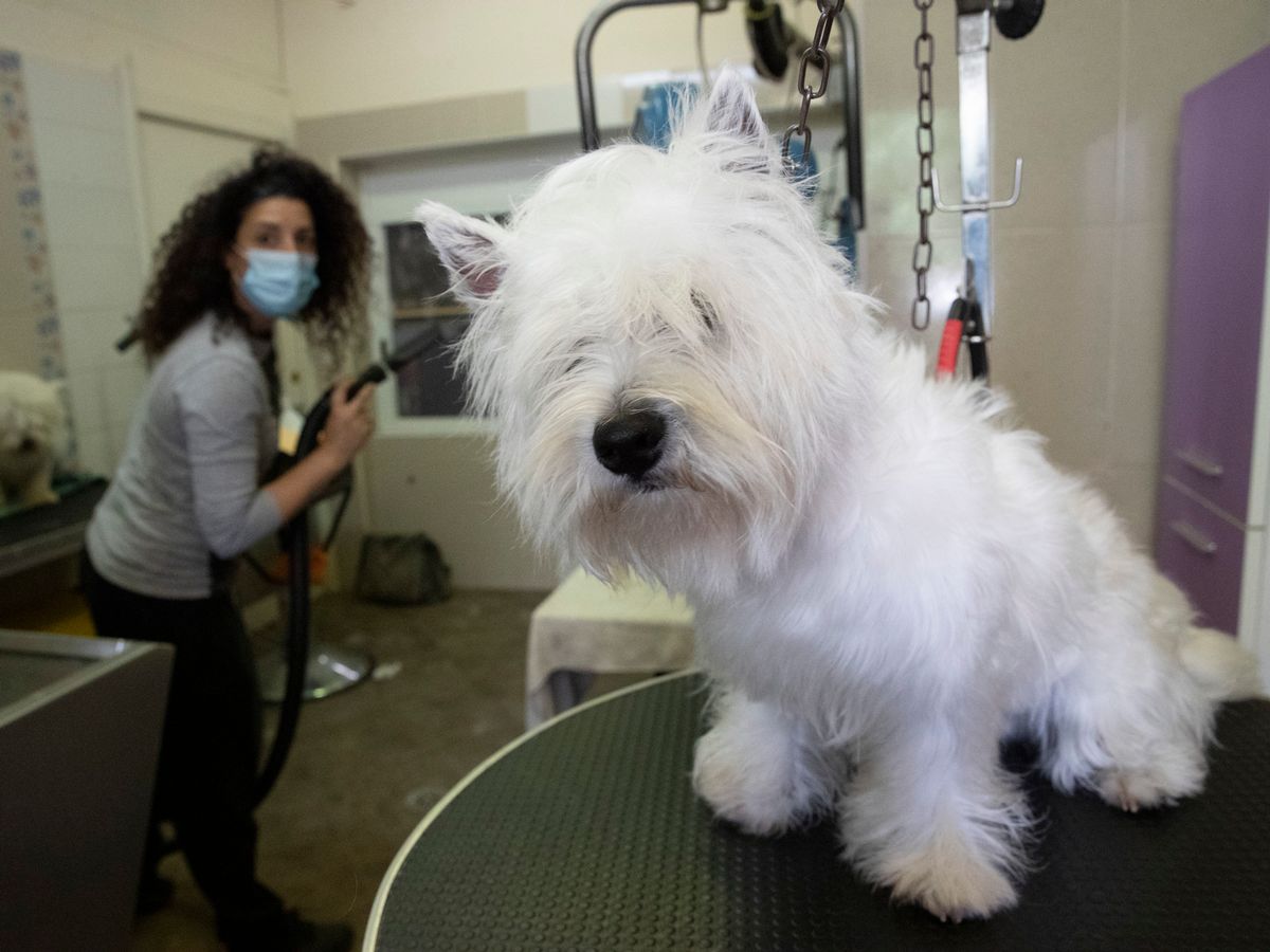 Tokyo Style Grooming