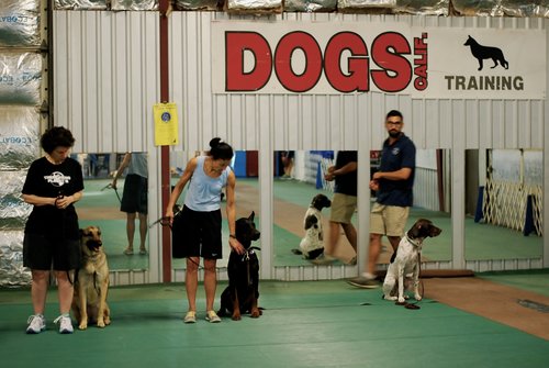 The Thinking Dog System