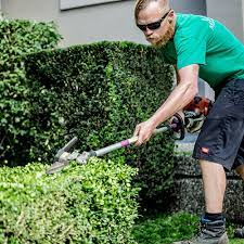 Cody Landscape
