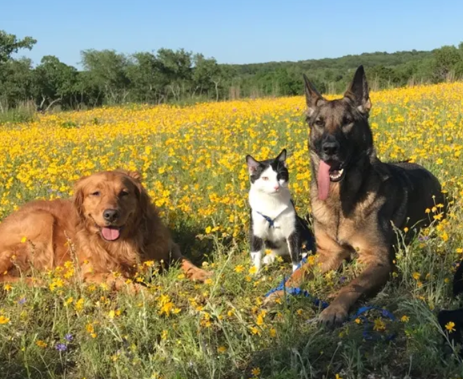 Cat For Dogs Training LLC