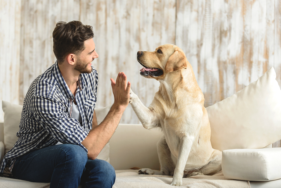 Swooft Dog Walking & Pet Care