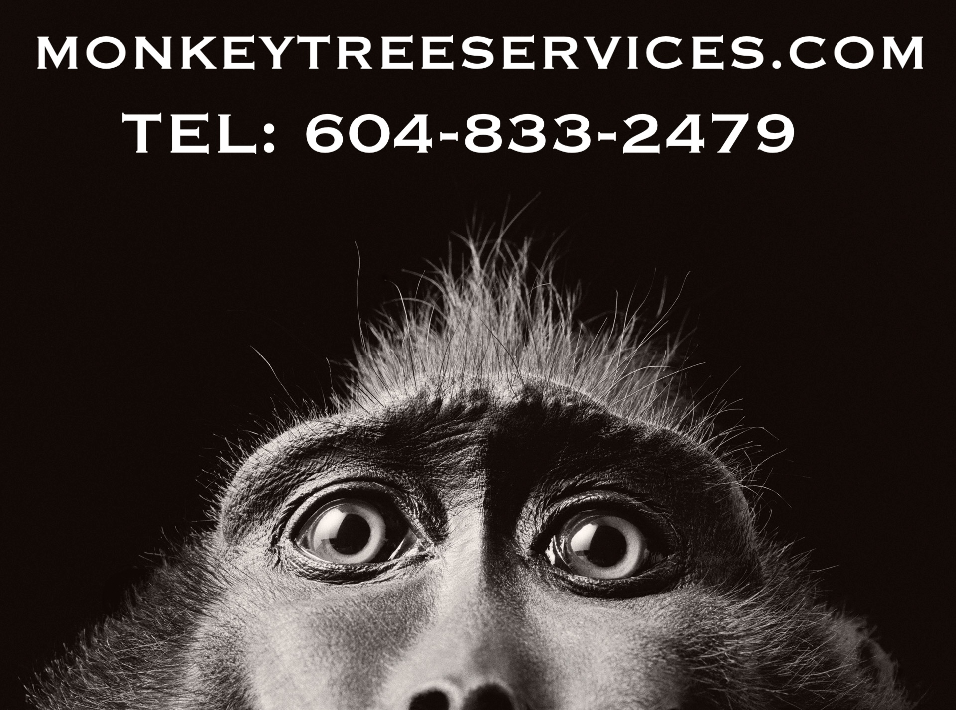 Monkey Tree Services Ltd