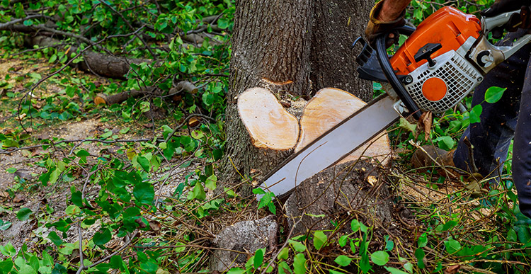 Tree Removal Oshawa