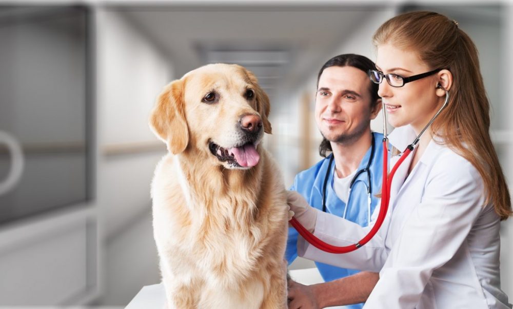 McGehee Clinic For Animals