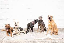 Walking Dog Training