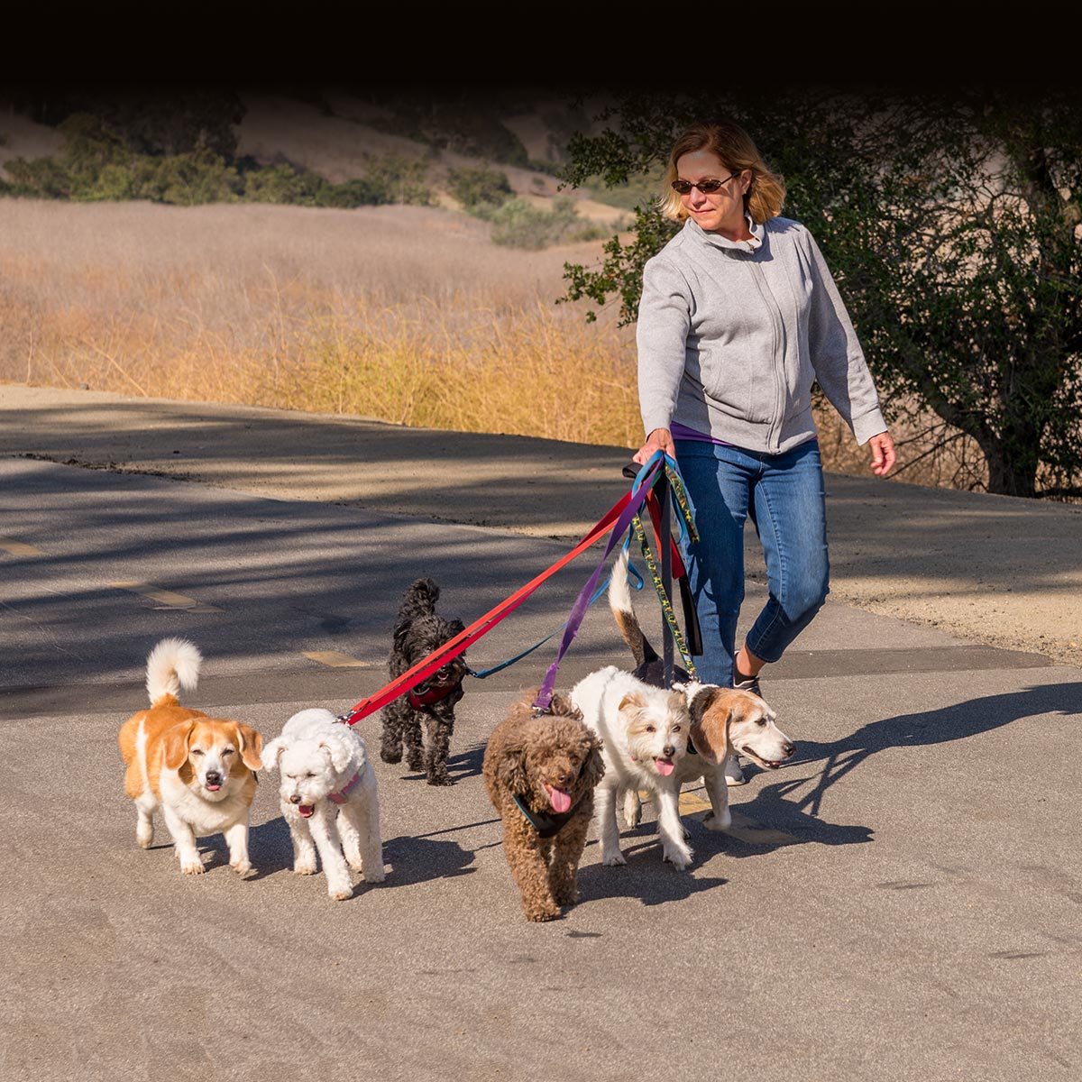Olivia and The Dogs