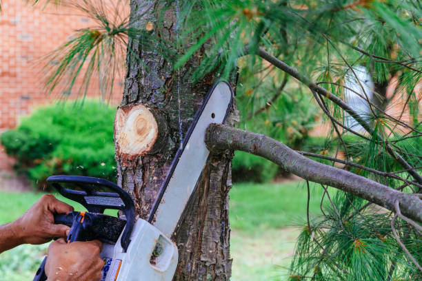 Viking Tree Services