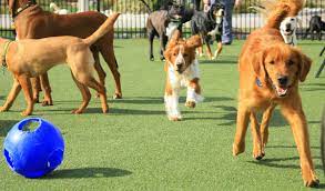 DOGGIEVILLE MTL , Dog Daycare Dog Hotel Pet Groomer Montreal