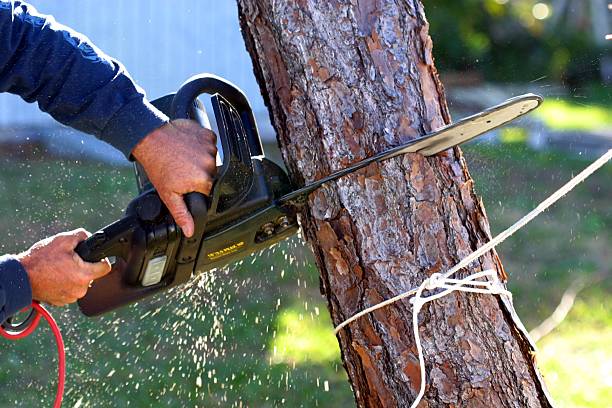 The Tree Whisperer