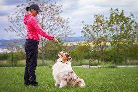 Blue Dog Training & Behavior